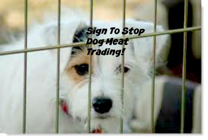 dogs-help-stop-meat-trade.